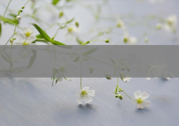 便宜红山茶香烟价格(便宜红山茶香烟价格及图片)